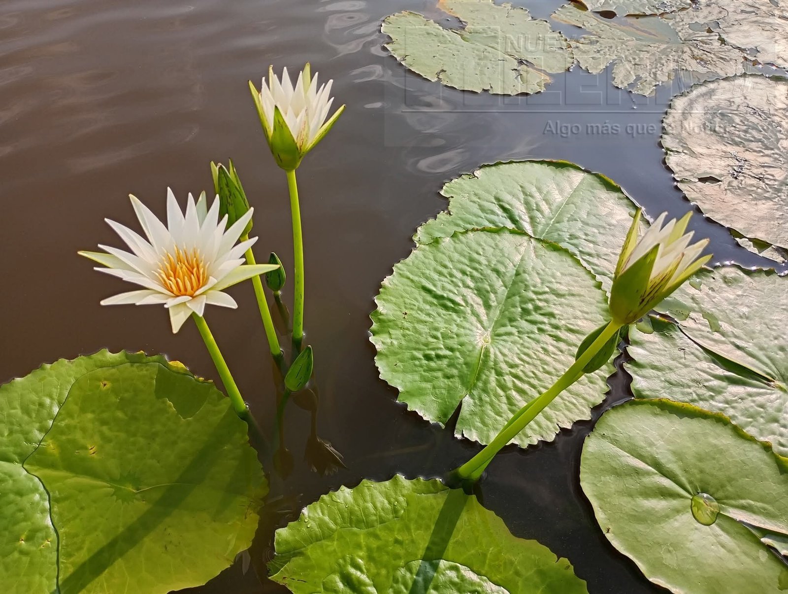 La flor de loto embellece la laguna de Yuriria – Nuevo Milenio