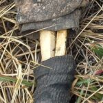 5203ce0a-4620-4d38-a1ed-a579777feafa