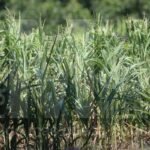 corn_field_bokeh.webp_snapshot_[2026.08.19_21.44.28]
